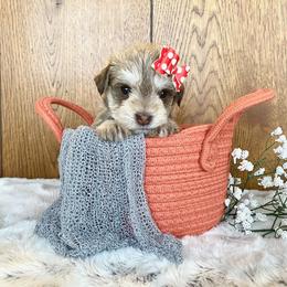 Miniature Schnauzer Puppies from Schnauzers on Robinson Lane
