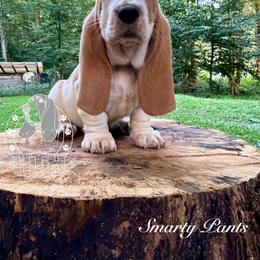 Smarty Pants - Red and white male Basset Hound puppy in Dingess, West Virginia from Tuckers' Howling Hounds