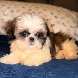 Stitch - Black gold and silver male Shih Tzu puppy in Azusa, California from RJ Shih Tzu lover