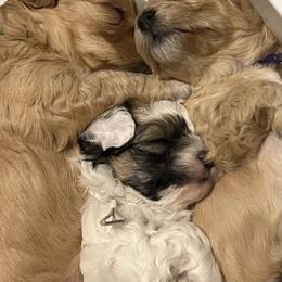 Havanese and Havapoo Puppies from Havanese With Love Breeding Co.