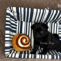 Rhett - Black male Pug puppy in Summerville, Georgia from Pearly’s Pugs & Pollywog Poodles