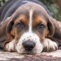Hoss - Blue tan and white male Basset Hound puppy in Fayetteville, Tennessee from Southern Town Hounds