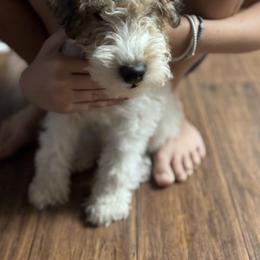 Zoran - White black and tan male Wire Fox Terrier puppy in Holly Springs, North Carolina from Adrianna's Wire Fox Terriers