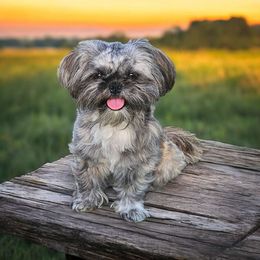 Shay - Shih Tzu