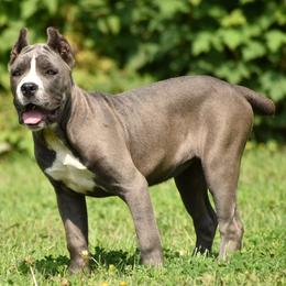 Cane Corso Puppies from Willow Creek Cane Corsos