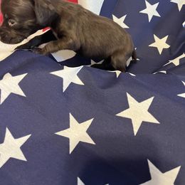 Girl 2 - German Shorthaired Pointer puppy in Weirton, West Virginia from Weber Valley Kennels