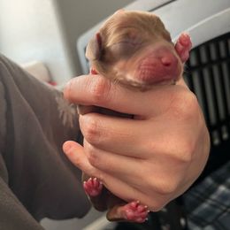 Cindy Lou - Chocolate Dachshund puppy in Lincoln, California from Cali Dachshunds