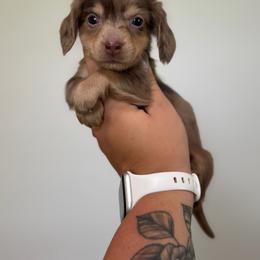 Woody - Dapple male Dachshund puppy in Mc Alester, Ok, Oklahoma from New Hope Miniature Dachshunds