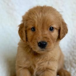 Mr Pibb - Dark golden male Golden Retriever puppy in La Verne, California from 4LoveofGoldens