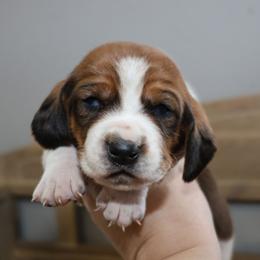 Persephone - Mahogany and white female Basset Hound puppy in Pflugerville, Texas from Mountain Momma Bassets