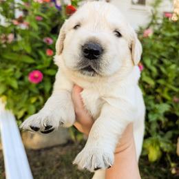 Peter Pan (Green Collar) - Golden male Golden Retriever puppy in Mason, Michigan from Sweet Breeze Acres