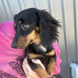 Lady - Dachshund