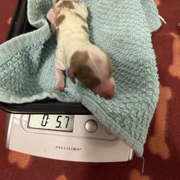 Runt - Boy 2 - Dapple male Dachshund puppy in Irving, Texas from DFW Dachshunds by G & S