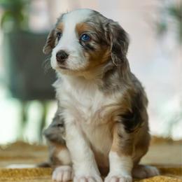 Donna - female Australian Mountain Doodle puppy in Cortez, Colorado from Sassy Pants Pups
