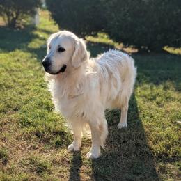 Maxim's Yaroslav Edge - Light golden male Golden Retriever puppy in Falcon, Missouri from Edge Farm LLC