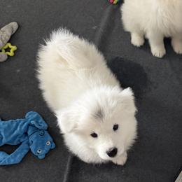 Black Boy - White male Samoyed puppy in Riverton, Utah from Sandy Decker