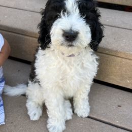 Sheepadoodle Puppies from Pretty Perfect Pups