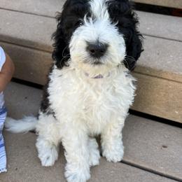 Sheepadoodle Puppies from Pretty Perfect Pups