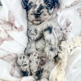 Franklin - Merle male Cockapoo puppy in Otisville, Michigan from Danie’s Darling Doodles LLC