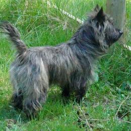 Odie - Cairn Terrier