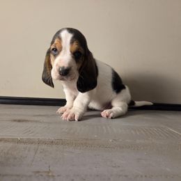 Lilo 2140 - Black white and brown female Basset Hound puppy in Denison, Texas from Emma Lou's Baby Bassets