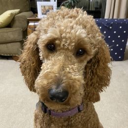 Rizzo - Poodle
