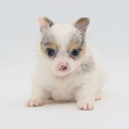 Amelia - Merle female Chihuahua puppy in Tulsa, Oklahoma from H-3 Chihuahuas
