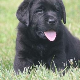 Midas - Black male Labrador Retriever puppy in Pella, Iowa from Prodigy Farms Therapy Dogs