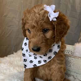 White Girl - Goldendoodle puppy in Marionville, Missouri from Wright Ranch Doodles