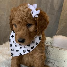 White Girl - Goldendoodle puppy in Marionville, Missouri from Wright Ranch Doodles