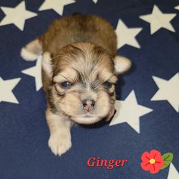 Maltese, Morkie, and Yorkshire Terrier Puppies from TenderLittleCuties