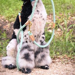 Miniature Schnauzers and Schnoodles from Mrs Bs Teeny Schnauzers & Doodles