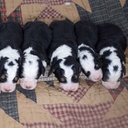 Male 2 - Tri-color male Bernedoodle puppy in Belgreen, Alabama from Scott’s Farm Poodles and Doodles