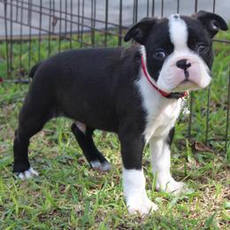 Sunny very adventorous - Black brindle and white male Boston Terrier puppy in Brooksville, Florida from Delamorés Pups