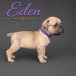 Eden - Fawn female Cane Corso puppy in Elkhart, Indiana from Martins Almighty Cane Corsos