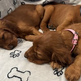 Irish Setters from Rocky Mountain Irish Setters