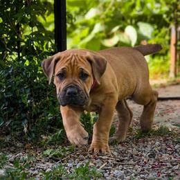 AKENO - Red female Boerboel puppy in Pennsylvania from Cold River Boerboels