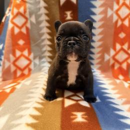 Brindle boy 1 - Brindle and white male French Bulldog puppy in Washington, Pennsylvania from Crooked Pine French Bulldogs