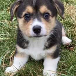 American Corgis from Country Love Corgis