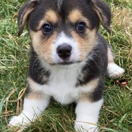 American Corgis from Country Love Corgis