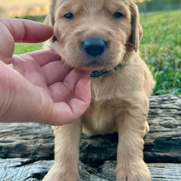 Bullet - Golden male Golden Retriever puppy in Doniphan, Missouri from Stockford’s Golden Retrievers
