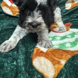 Chloe - Parti female Miniature Schnauzer puppy in Pearland, Texas from K & S Schnauzers