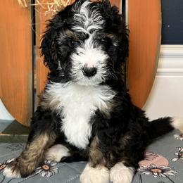 Millie(Alex Morgan) - Tri-color Bernedoodle puppy in Knoxville, Tennessee from Bright Side Doodles