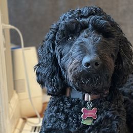 Girl 1 - Black Goldendoodle puppy in Manchester, Connecticut from G & J Doodles LLC