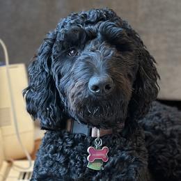 Girl 1 - Black Goldendoodle puppy in Manchester, Connecticut from G & J Doodles LLC
