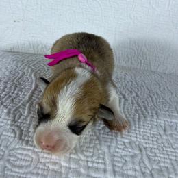 Pink Collar Female - Red female Pembroke Welsh Corgi puppy in Victoria, Texas from Clear Creek Corgis