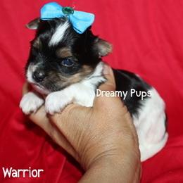 AKC Warrior - Black tan and white male Biewer Terrier puppy in Kennesaw, Georgia from Dreamy Pups