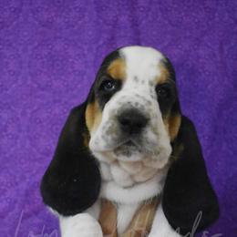 Girl 3 - Basset Hound puppy in Florida from Lomarol Hounds