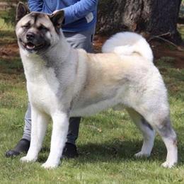 Falcon - Akita