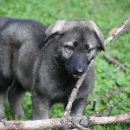 Girl 1 - Gray sable female Shiloh Shepherd puppy in Indianapolis, Indiana from Echo Shilohs
